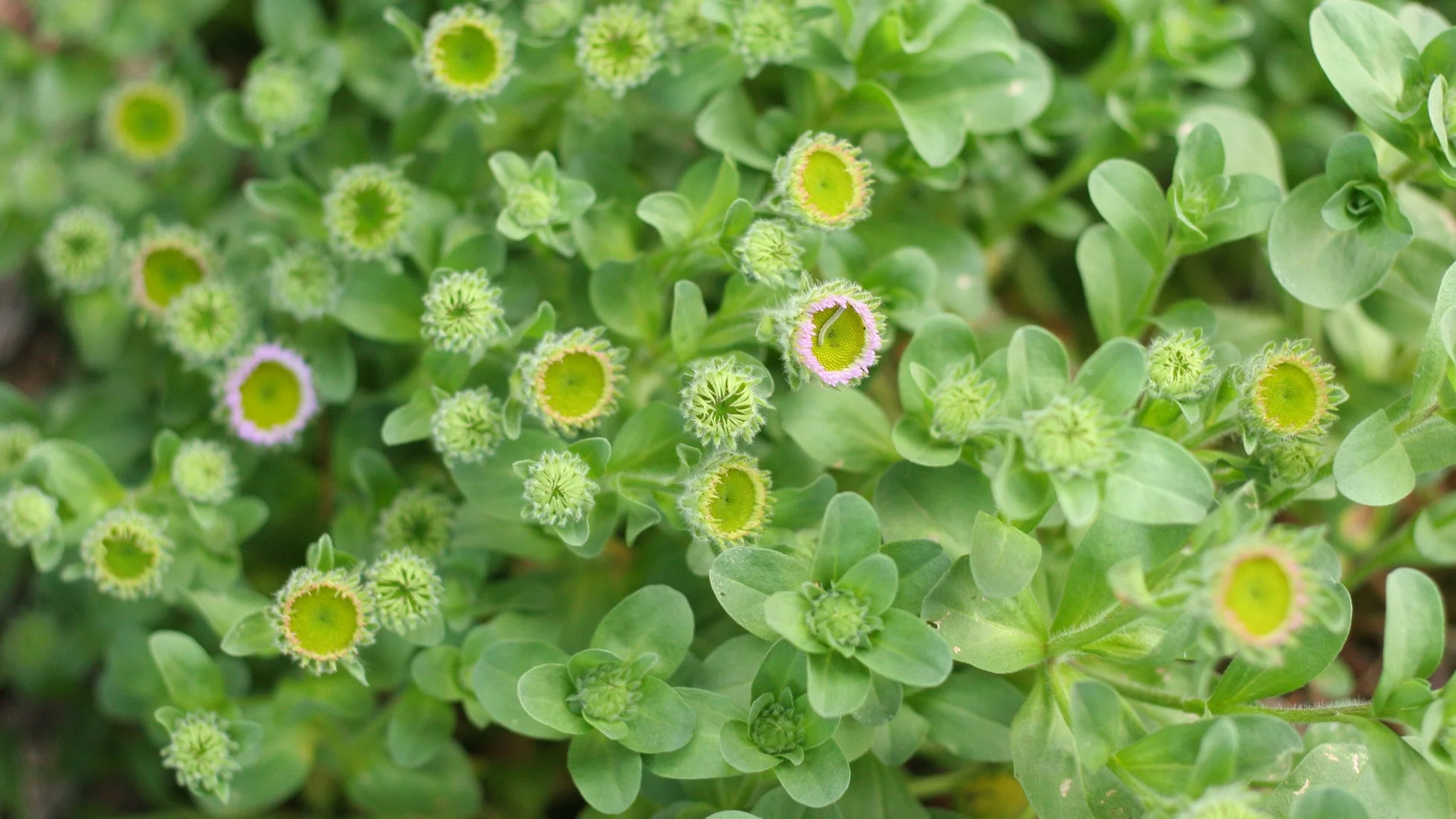 Cultivate Life With Native Landscapes